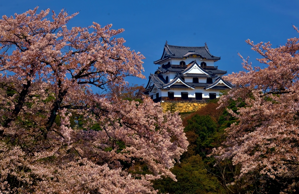 花の生涯