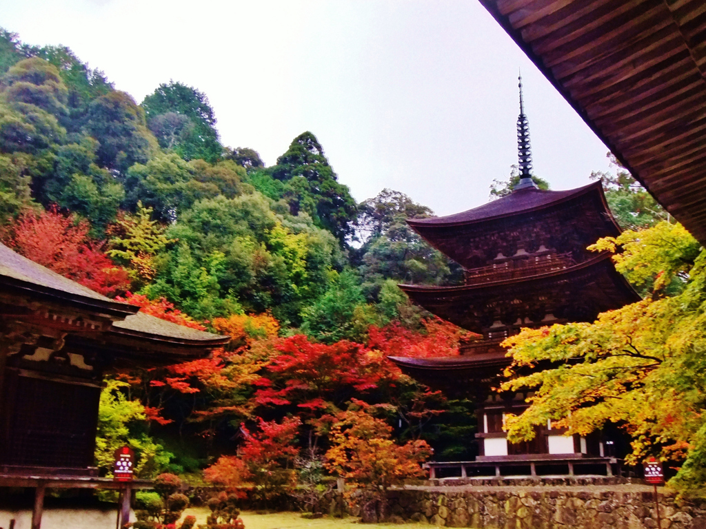 まだ映えぬ（湖東三山西明寺）