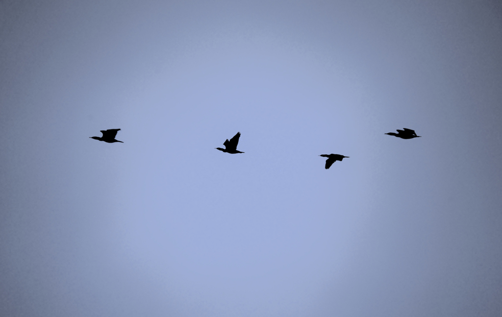 それぞれ翼ひろげて