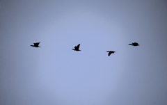 それぞれ翼ひろげて