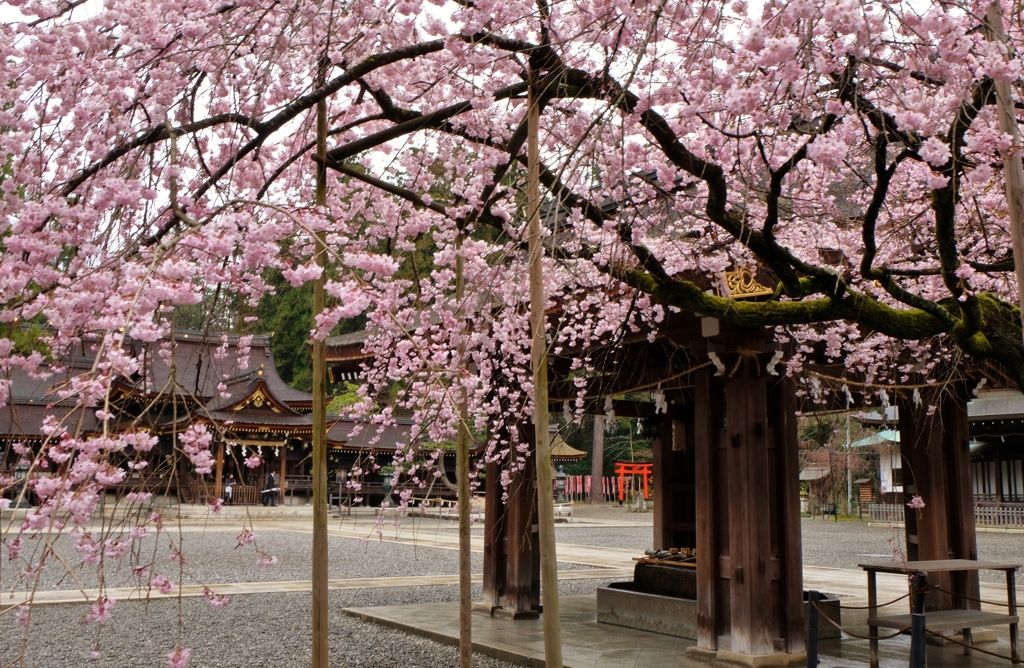 多賀大社しだれ桜