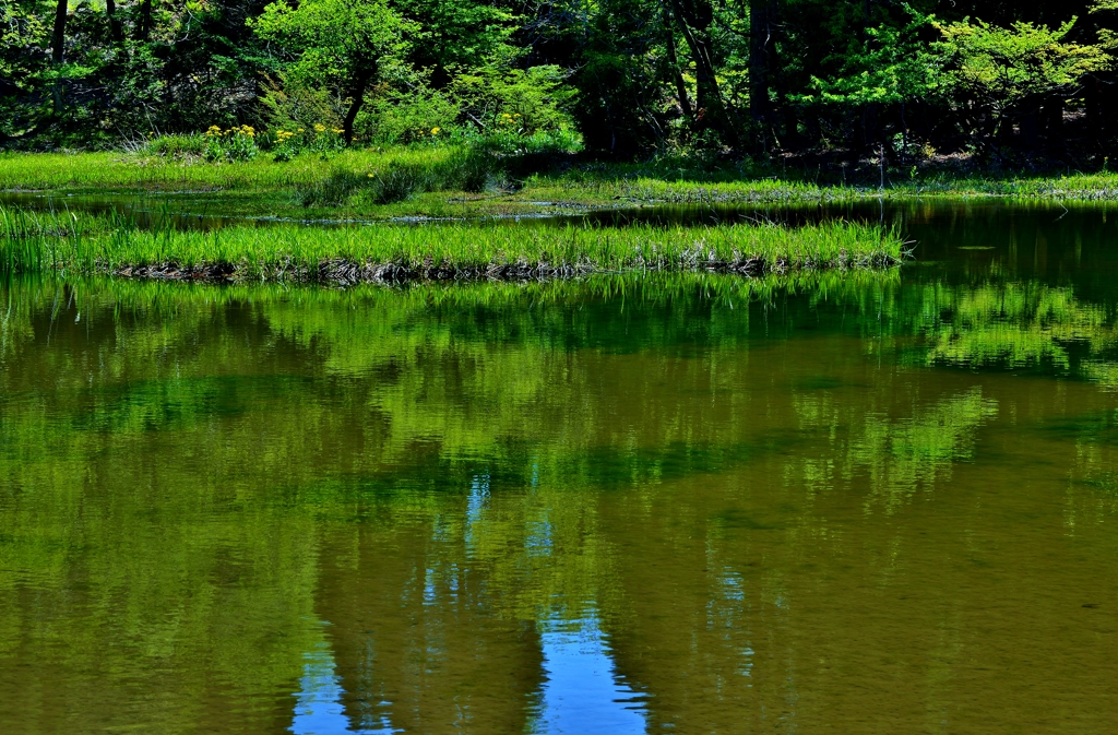 初夏の平池