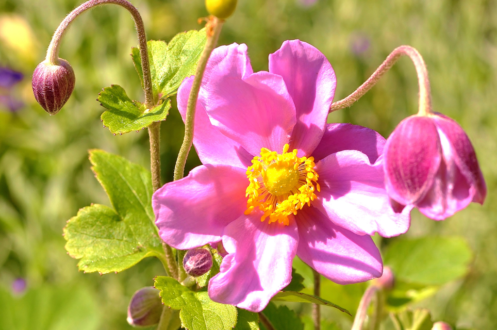 Japanese anemone