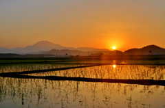 水田の朝陽