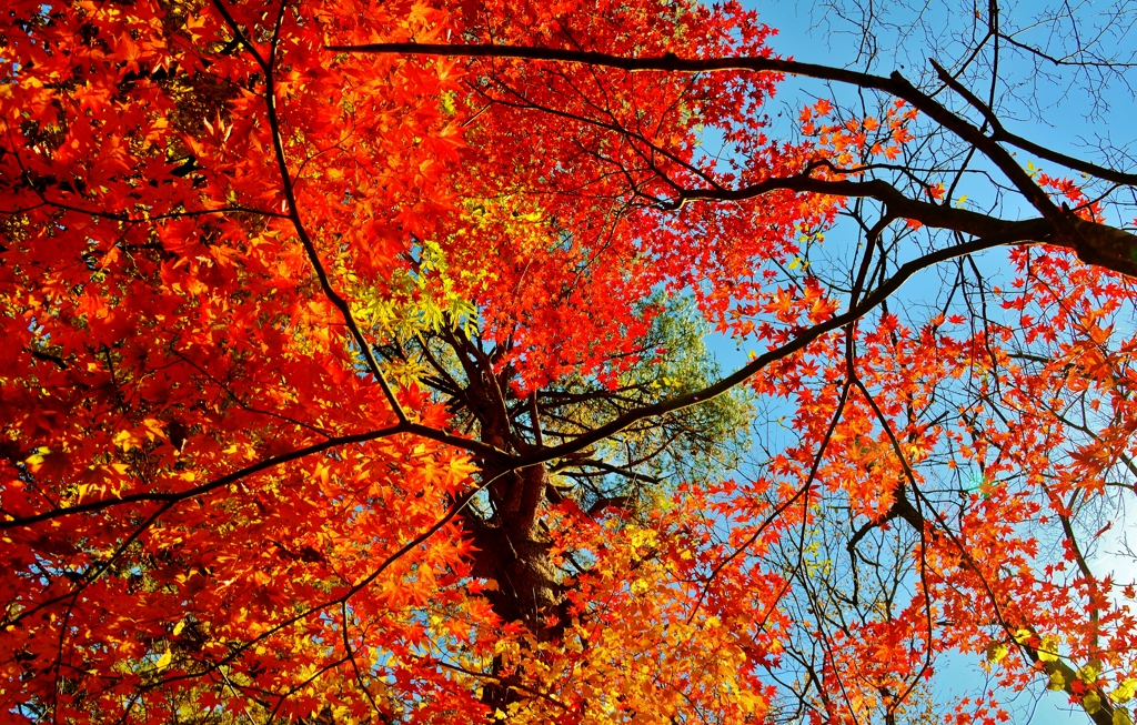 紅葉