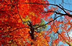 紅葉