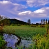 水草に覆われる野田沼