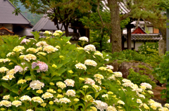 全長寺の紫陽花