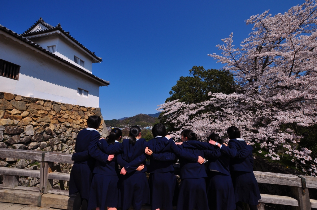 青春桜花