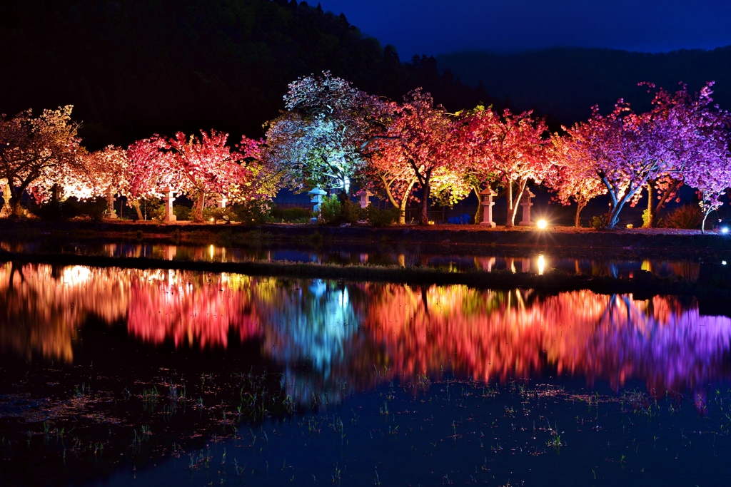 鏡面水田の八重の夜桜
