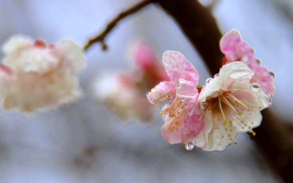 Plum blossom