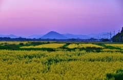 夕暮れの菜の花畑