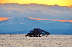 夕付く水中木