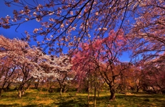 桜花爛漫