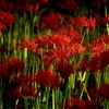 妖花