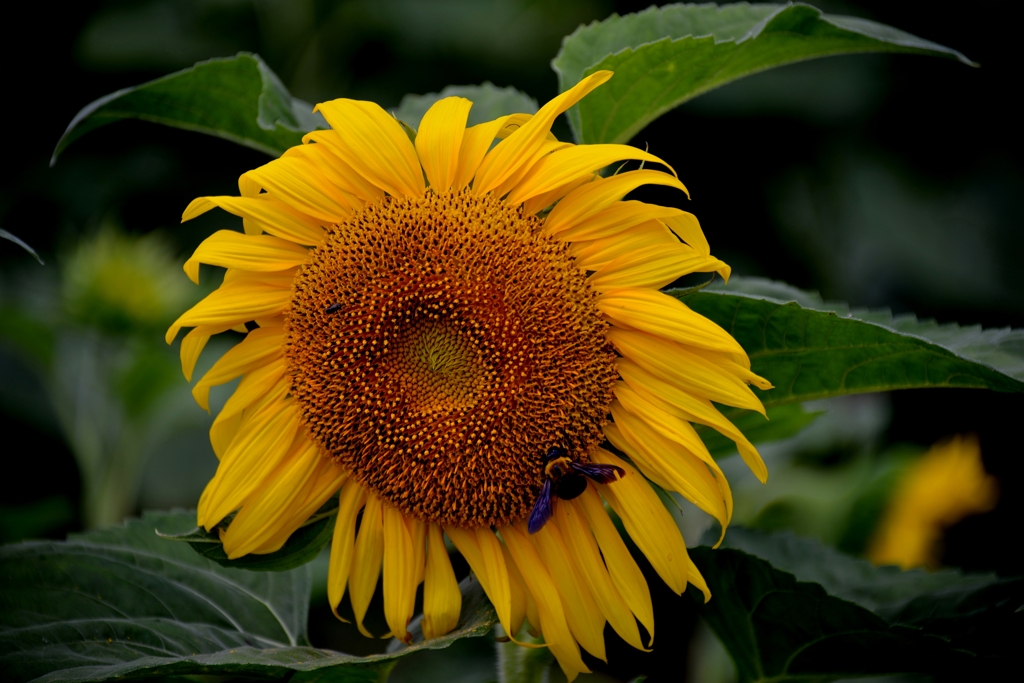 太陽花に誘う