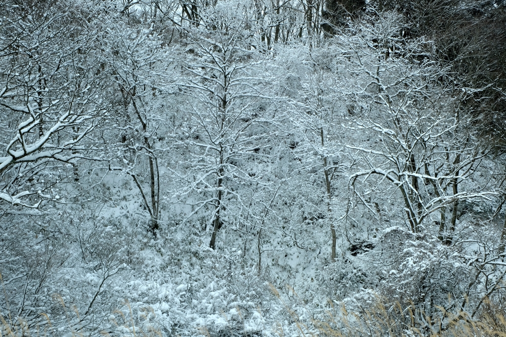 樹雪