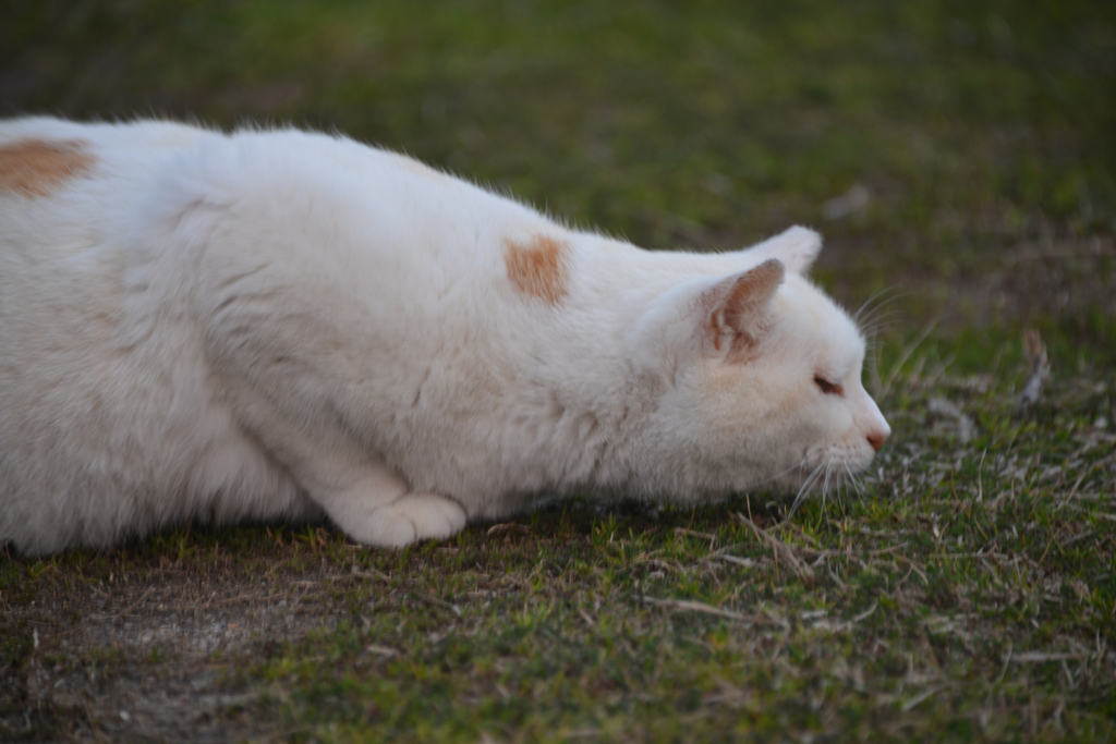 春を嗅ぐ猫