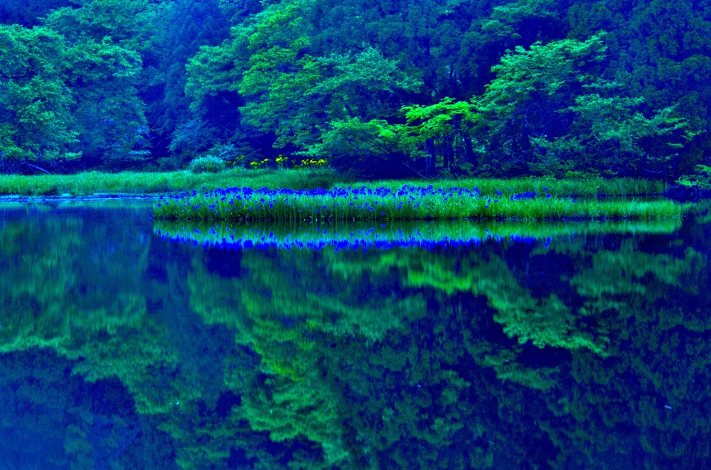 深緑を彩るカキツバタ