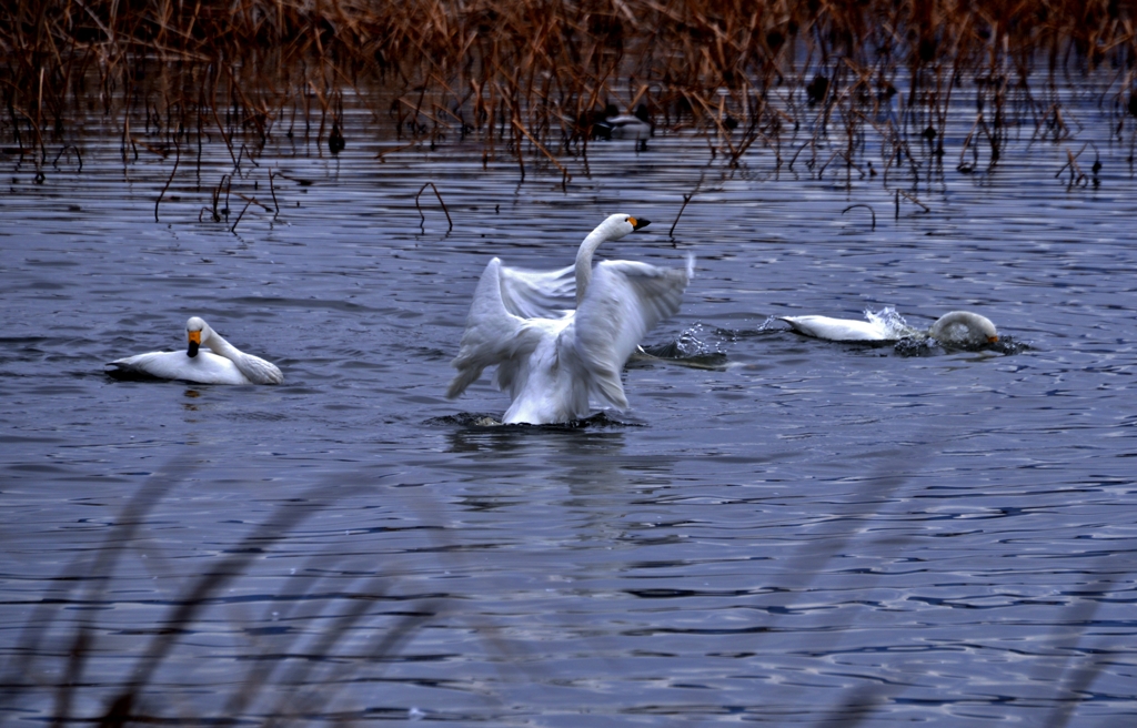 白鳥の湖