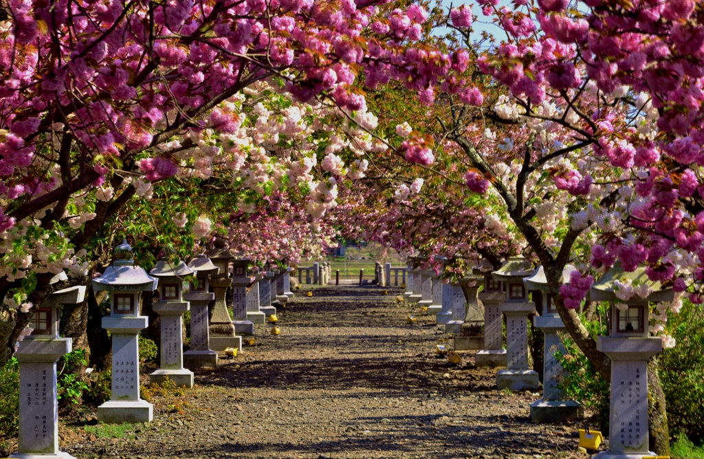 桜花参道