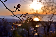 桜が花開く