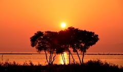 夕木立