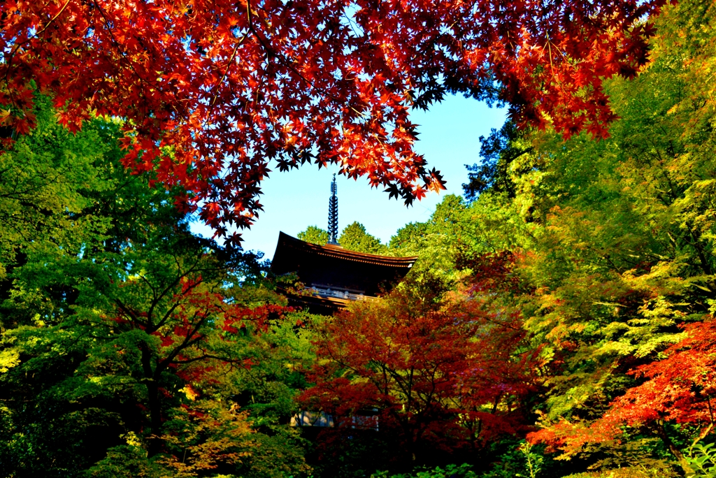 秋ブラ散歩金剛輪寺　18