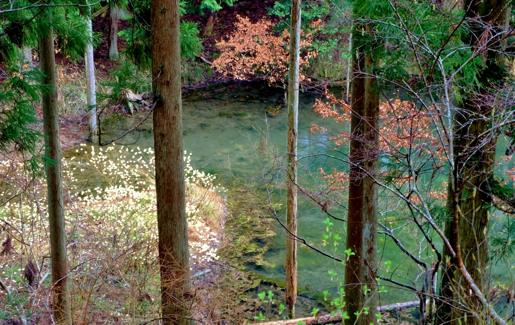 山間の春池