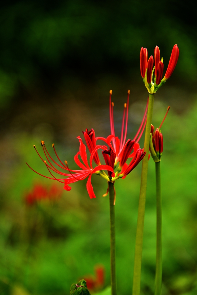 Red spider lily