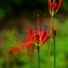 Red spider lily