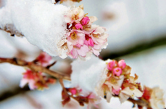 雪の二季桜　2－1