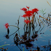 水中彼岸花