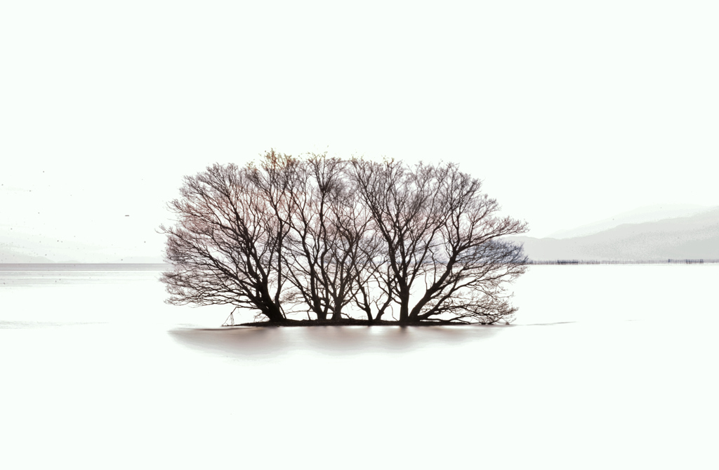 惑う水中木