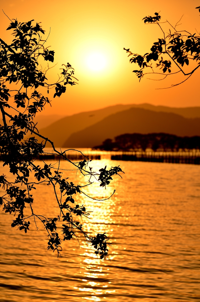 新葉の夕日