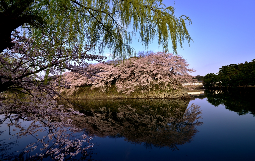 彦根城濠端桜　9-5