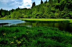 ひっそり咲く平池のカキツバタ