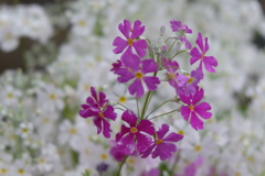 Spring　flower