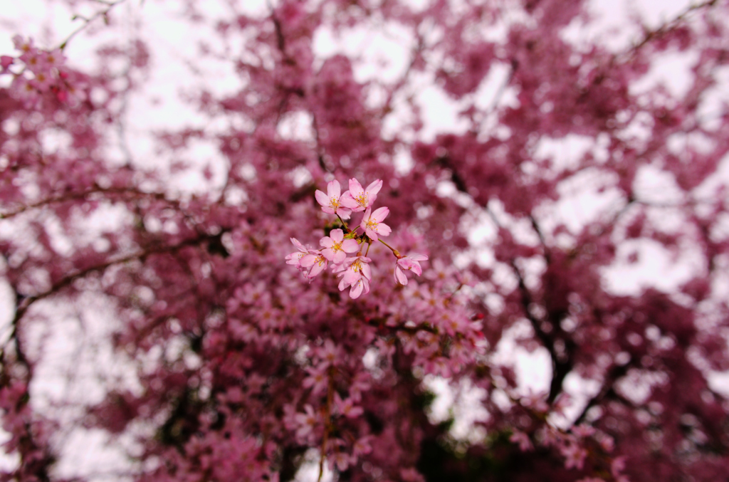 花の華