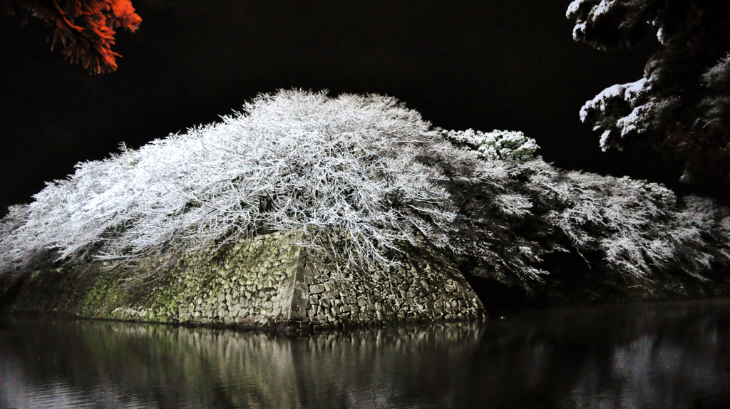 雪夜桜