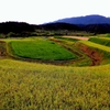 秋風景・馬蹄形の棚田