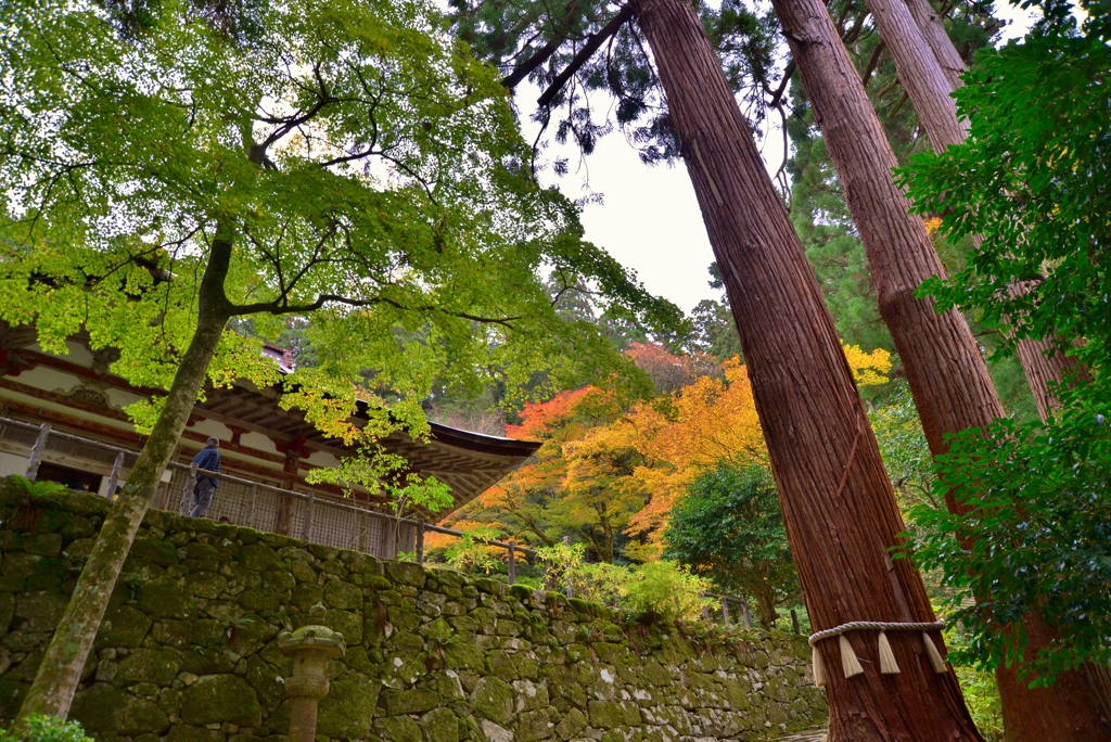 湖東三山百済寺　本堂と観音杉　6