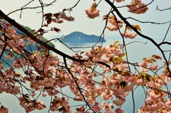 奥琵琶湖の春　2