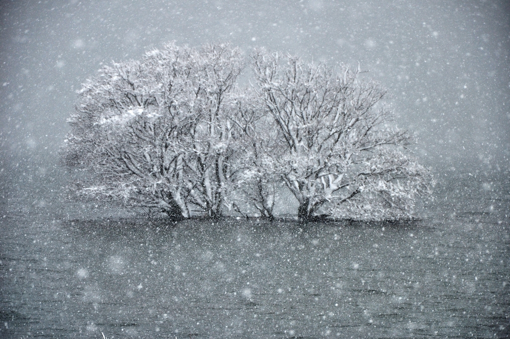 雪中水中木