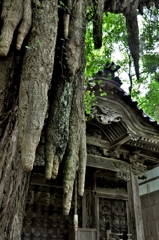 大杉神社の乳柱
