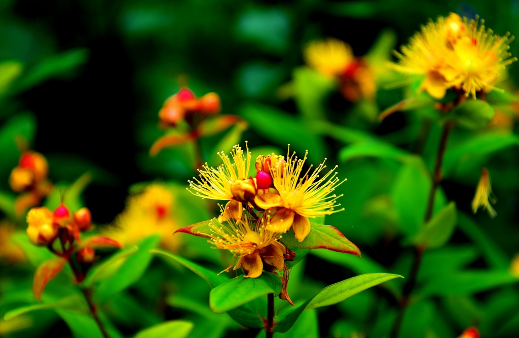 我が家の花　ヒベリカム