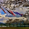 余呉の空泳ぐ鯉のぼり