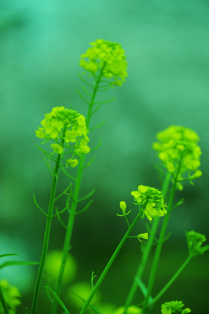 Field mustard