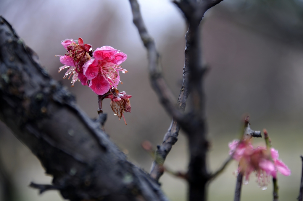 早春の花木