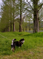 メタセコイア散歩犬